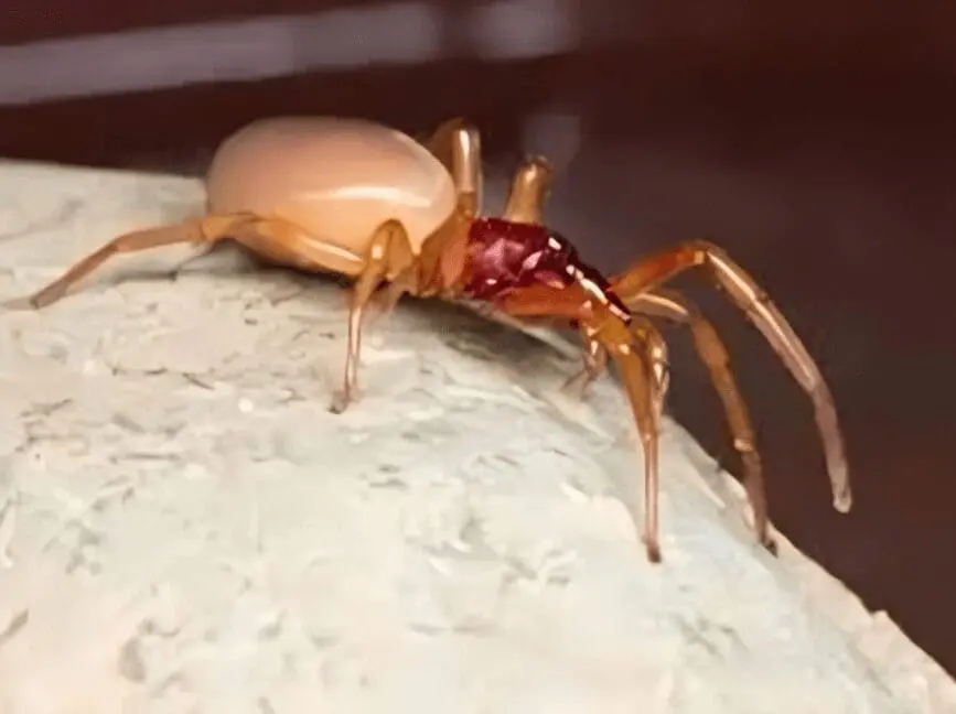 A spider is crawling on the surface of a white object.