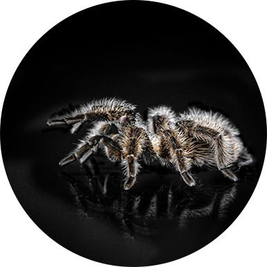 A group of tarantulas are crawling around in the dark.