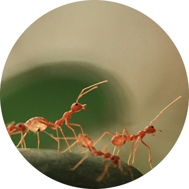 A group of ants that are standing on the ground.