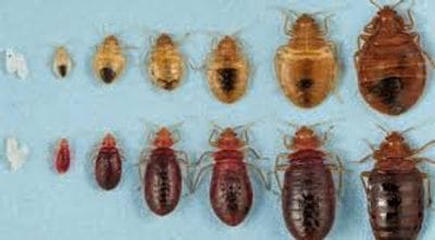 A group of bed bugs on top of each other.