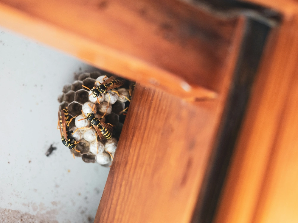 A bee hive with bees and pearls on it.