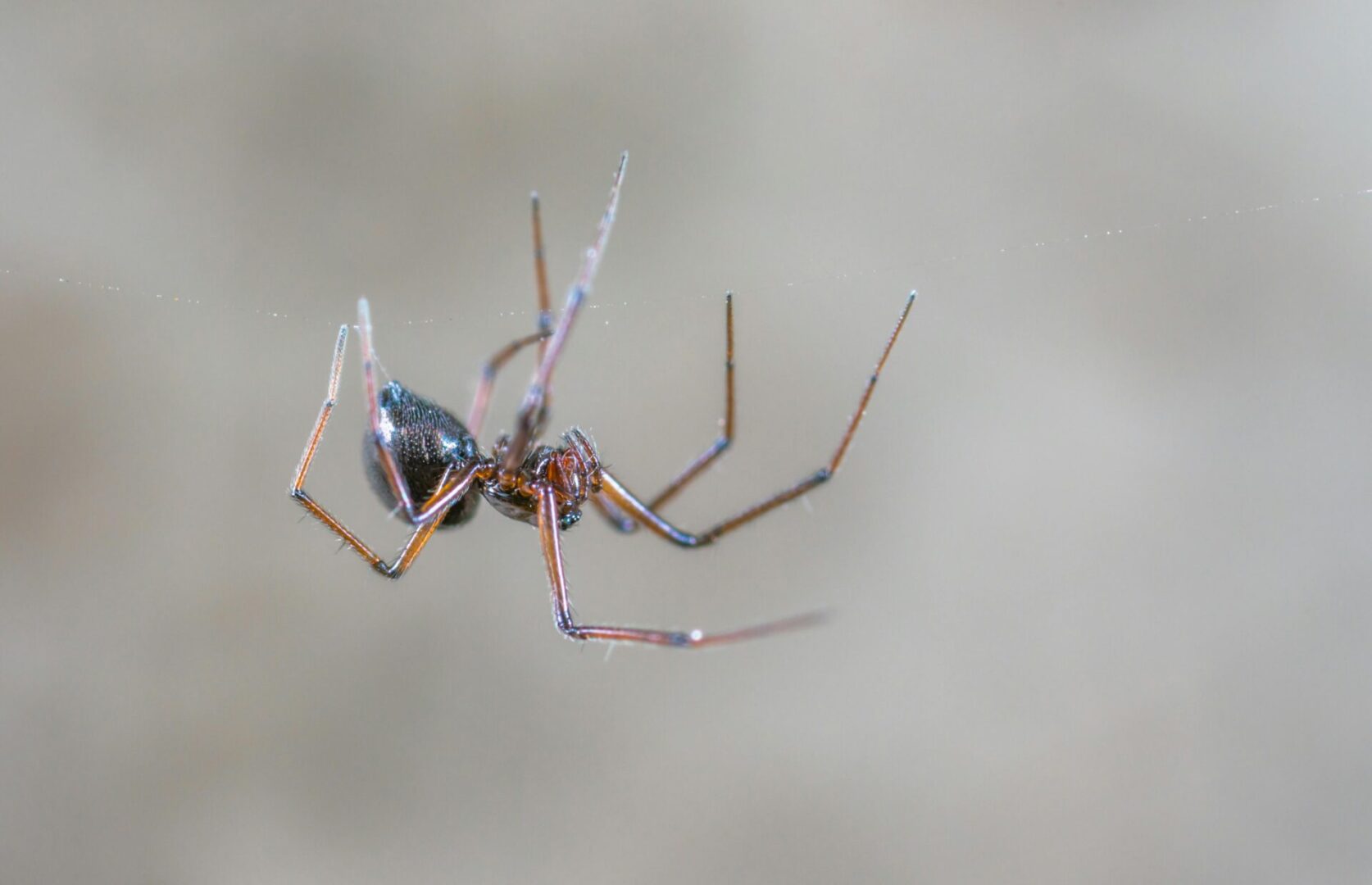 A spider is hanging on the side of a building.