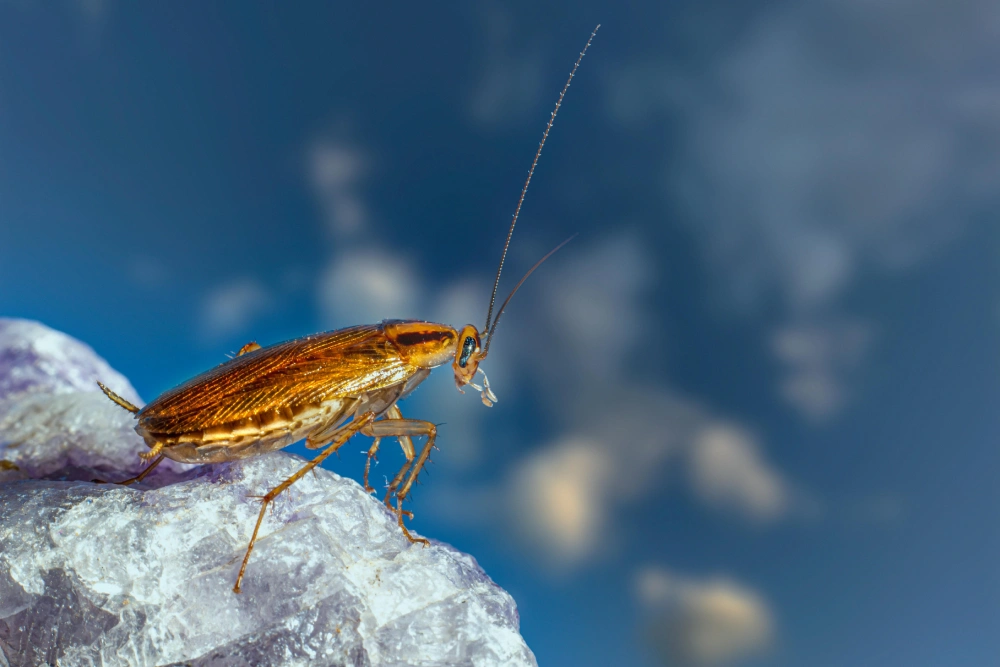 A brown bug is sitting on top of some ice