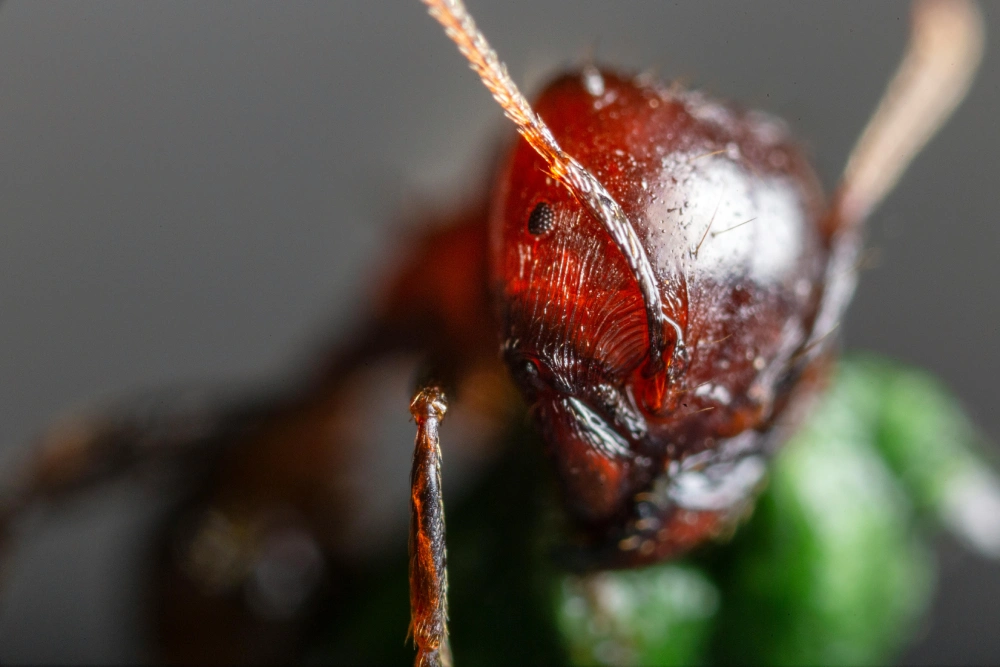 A close up of the head and body of an ant.