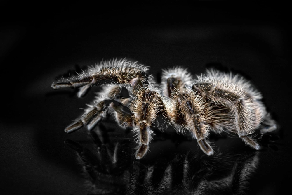 A spider is standing on the ground in front of a mirror.