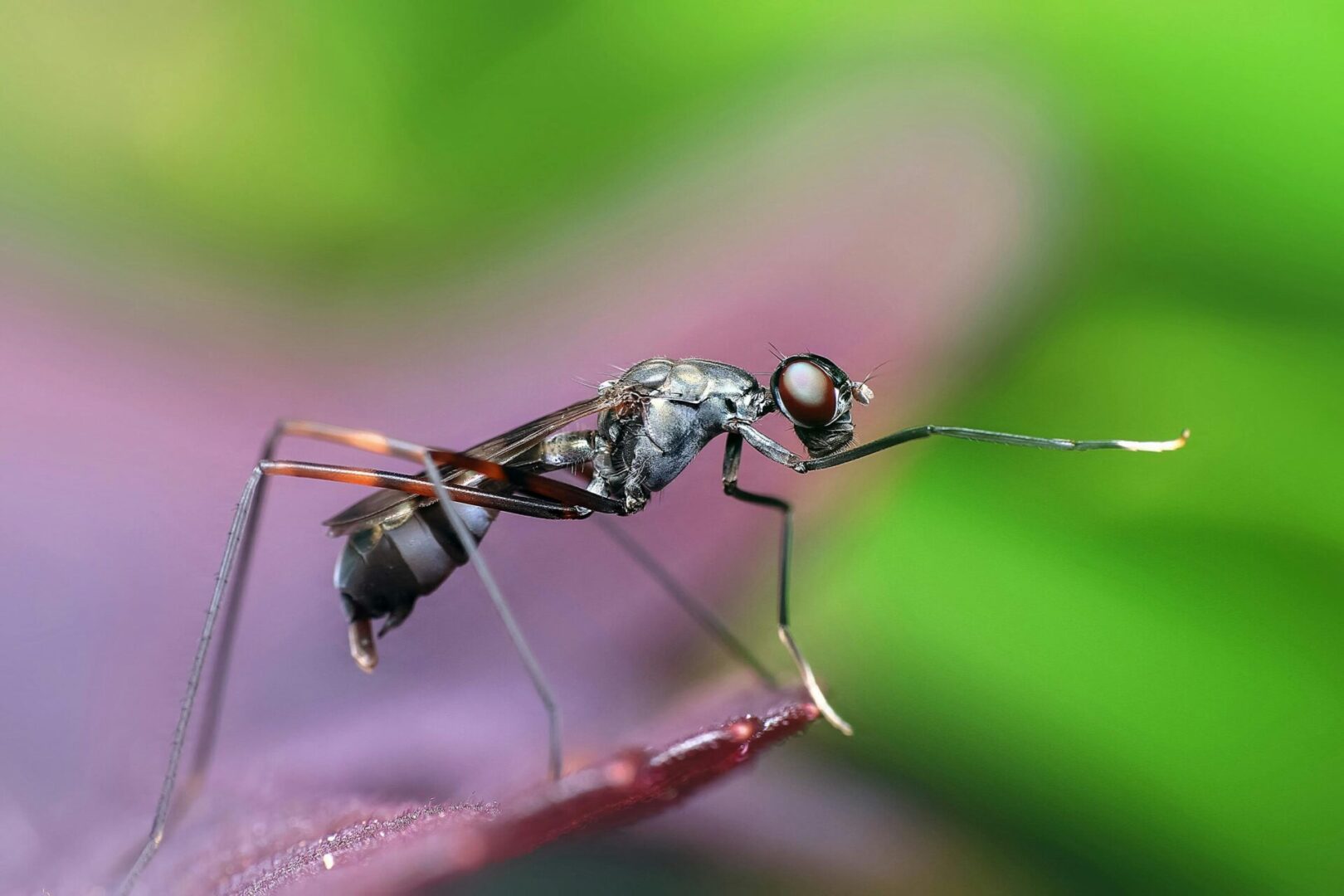 A close up of an ant on a plant