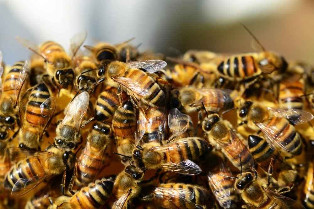 A close up of many bees on the ground