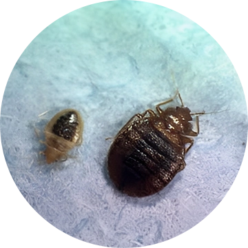 A bed bug and its egg laying on the ground.