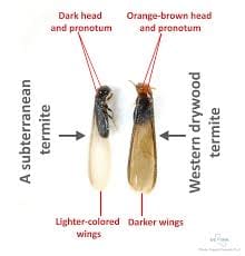 two types of termite next to each other