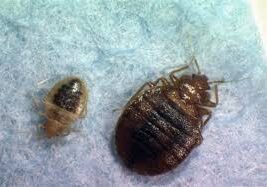 A bed bug and its adult on the ground.